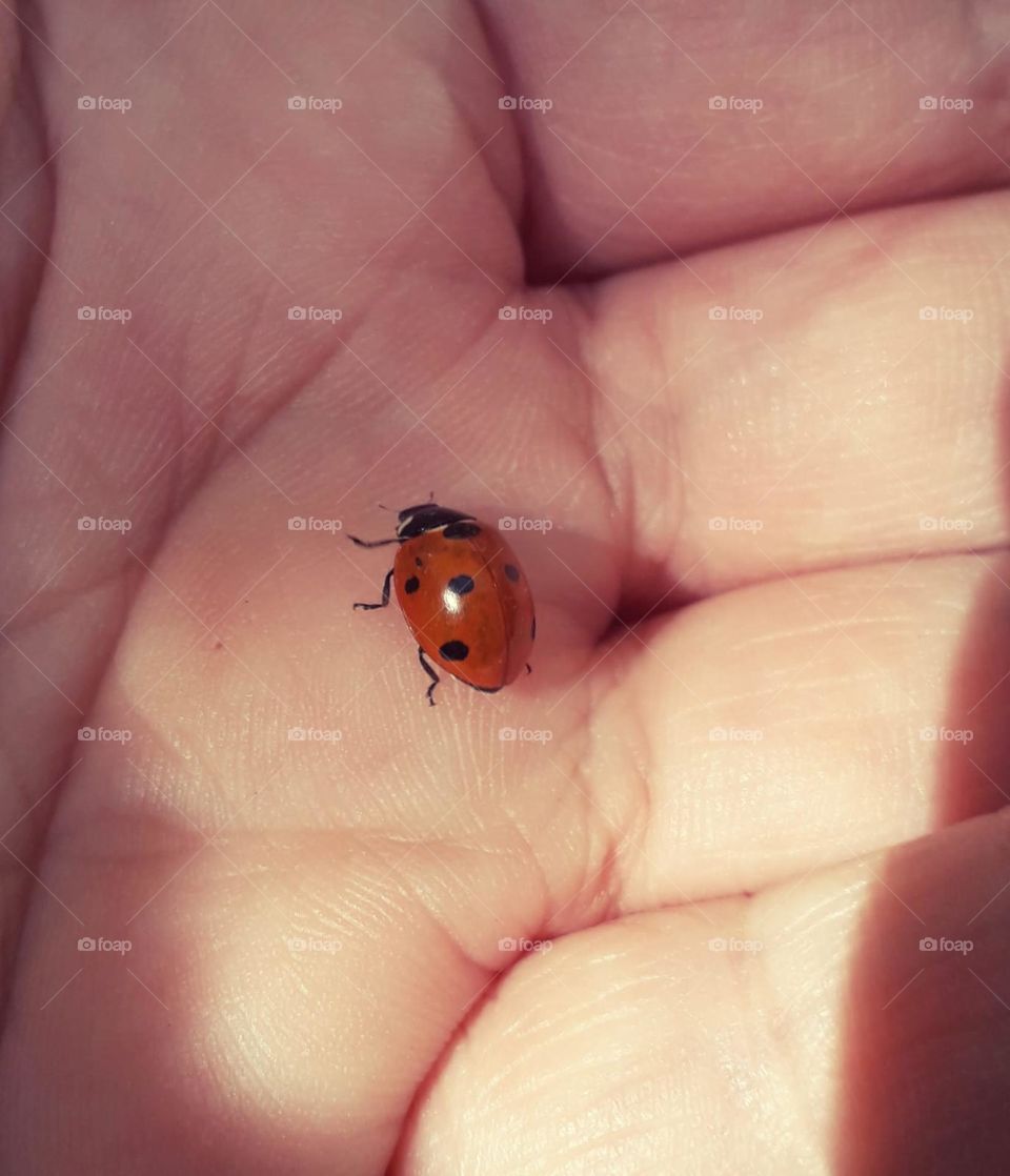 Ladybug