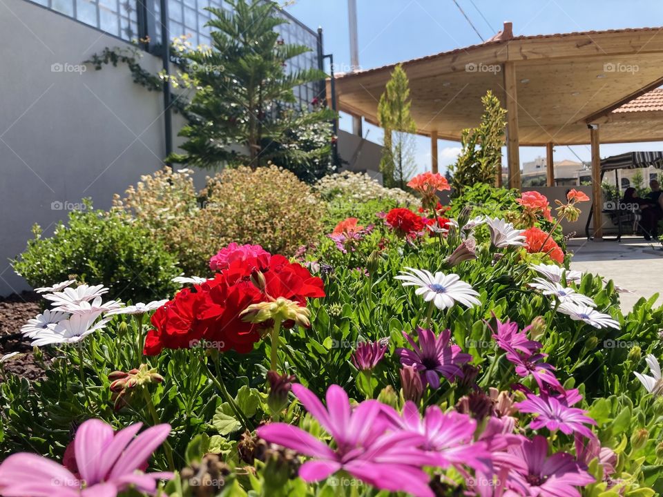 Beautiful plants and flowers in the garden