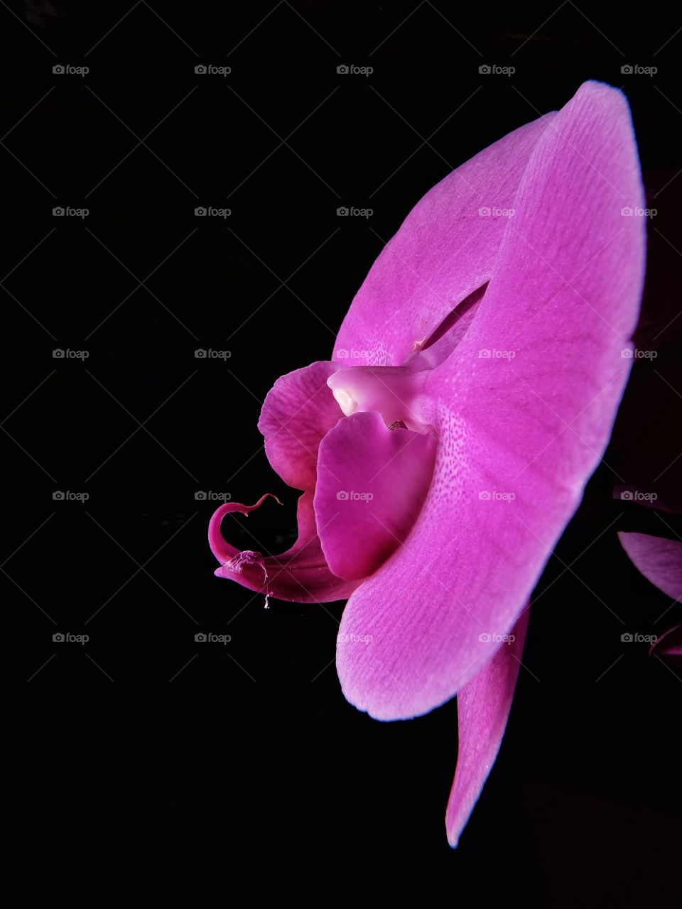 Orchids Profile