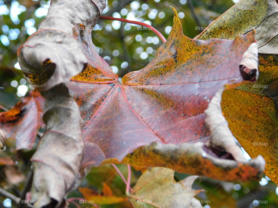 ragged maple leaf