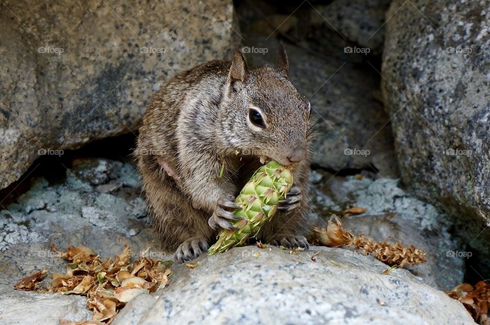 Squirrel eating on a rock in Yosemite National Park