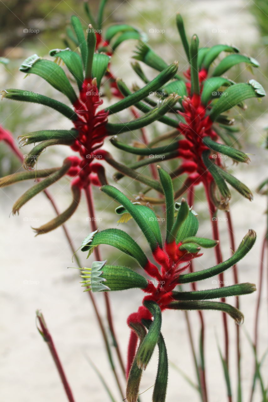 Unique flower of an Australian native plant