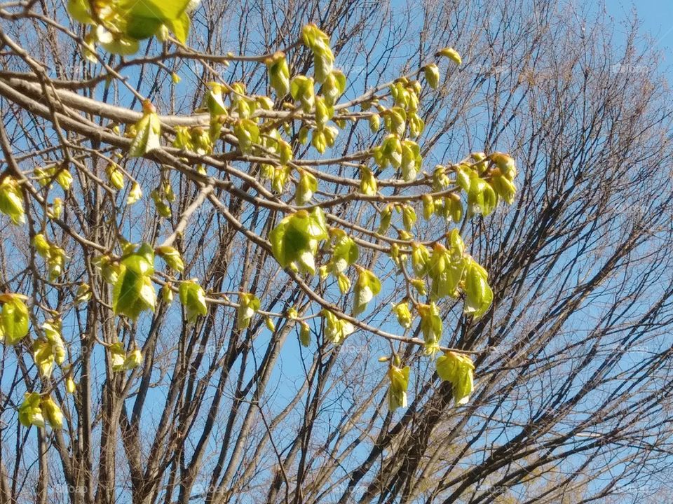 tree branches sping growth