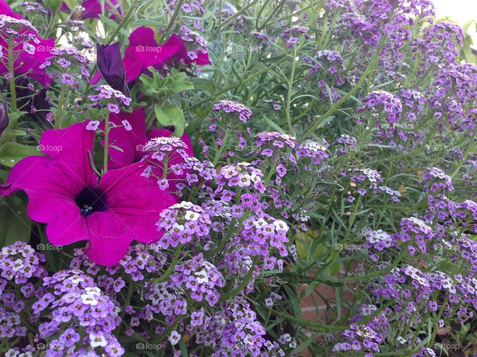 Purple Flowers