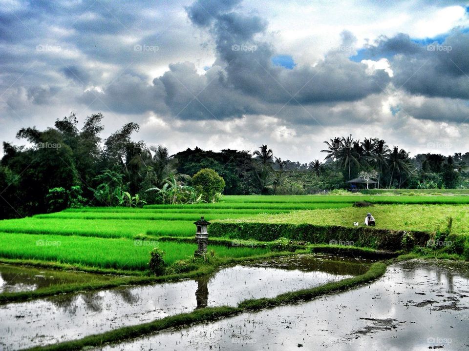 Rice fields
