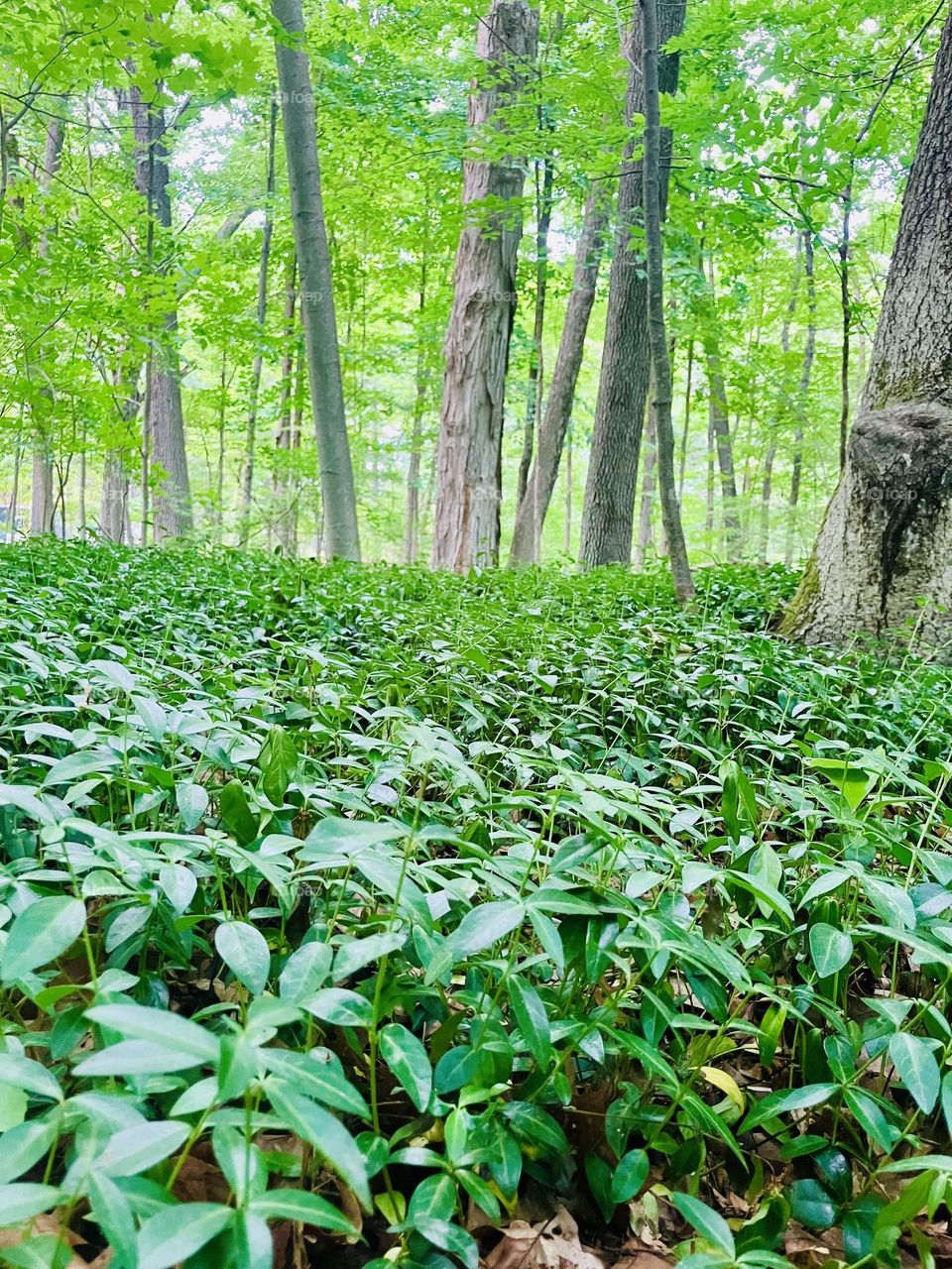 Surprisingly Brightly covered leafy green forest 
