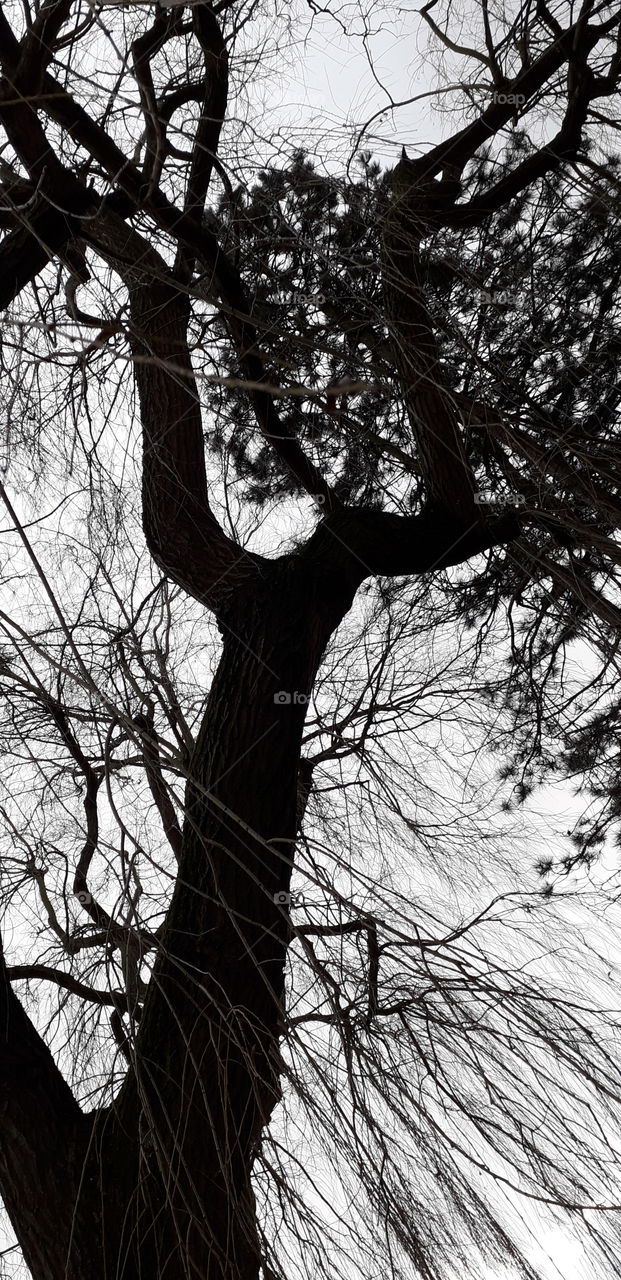 arbre
