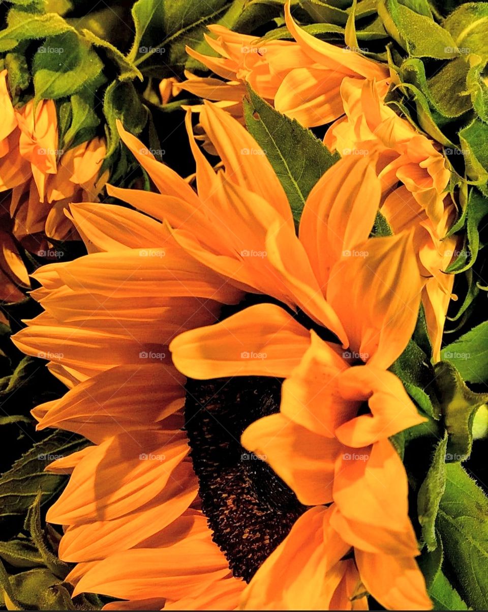 I am in love with sunflower it's really beautiful...