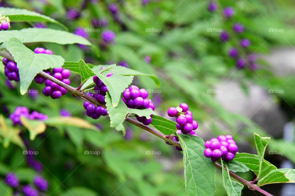 Colorful berries