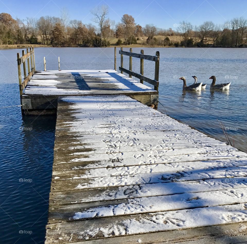 Winter Story, cold, winter, rural, frozen, sun, bright, crisp, wood, wooden, dock, lake, ice, geese, goose, open water, swimming, feathers, beak, railing, old 
