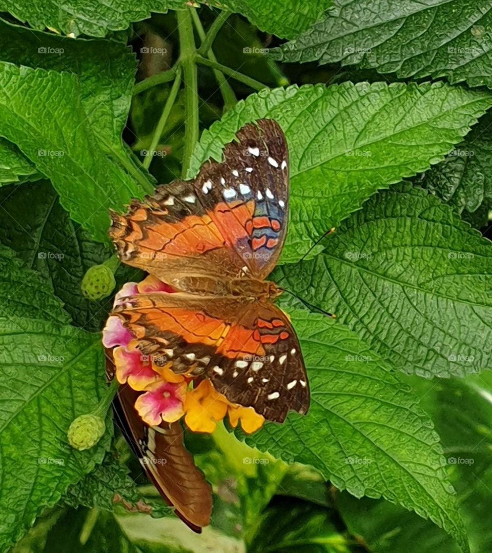 butterfly in the city