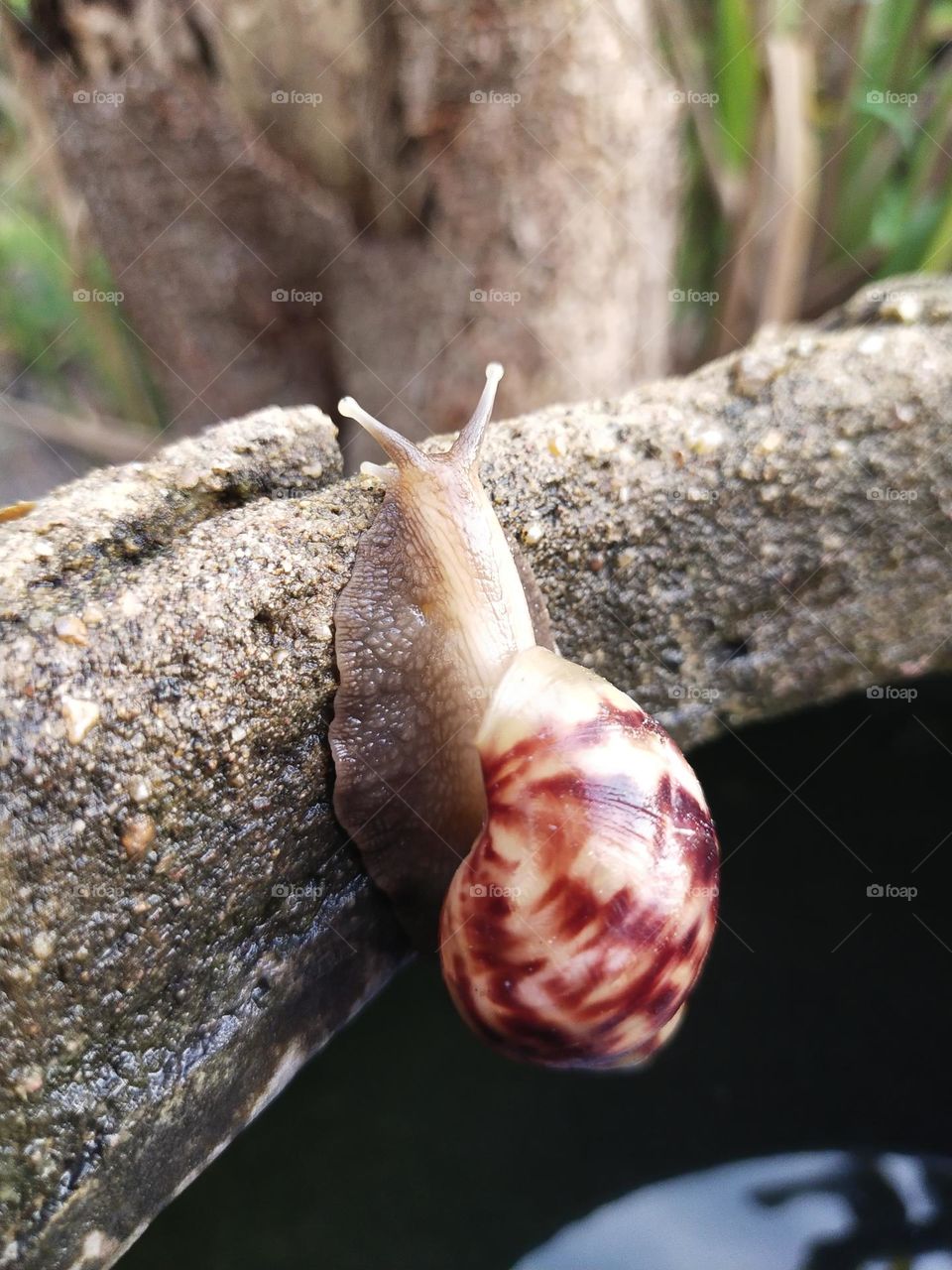 Snail