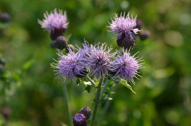 Wild purple.
