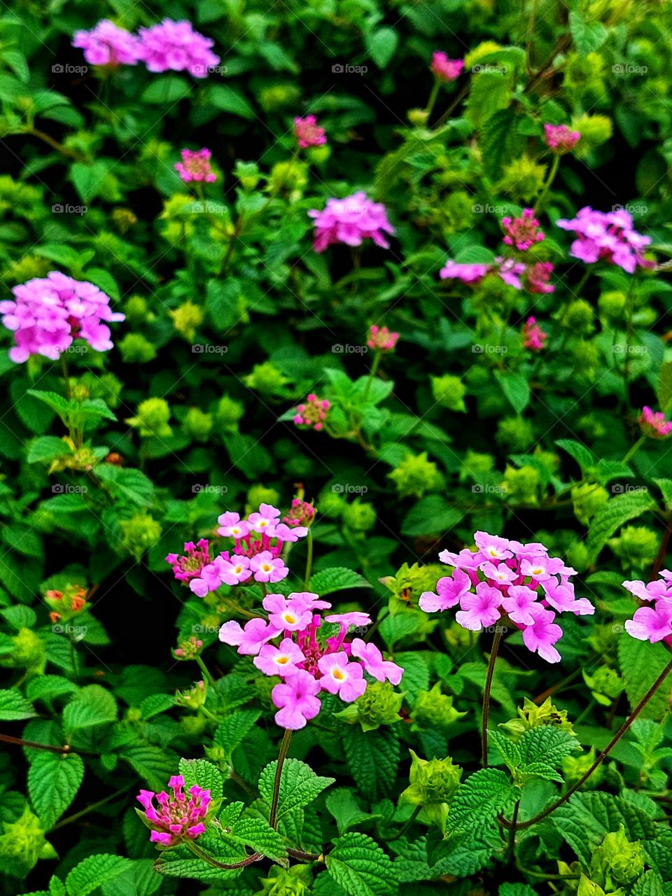 Beautiful color of lantana camara flowers surrounded by leaves in the garden. Blossom and brightful