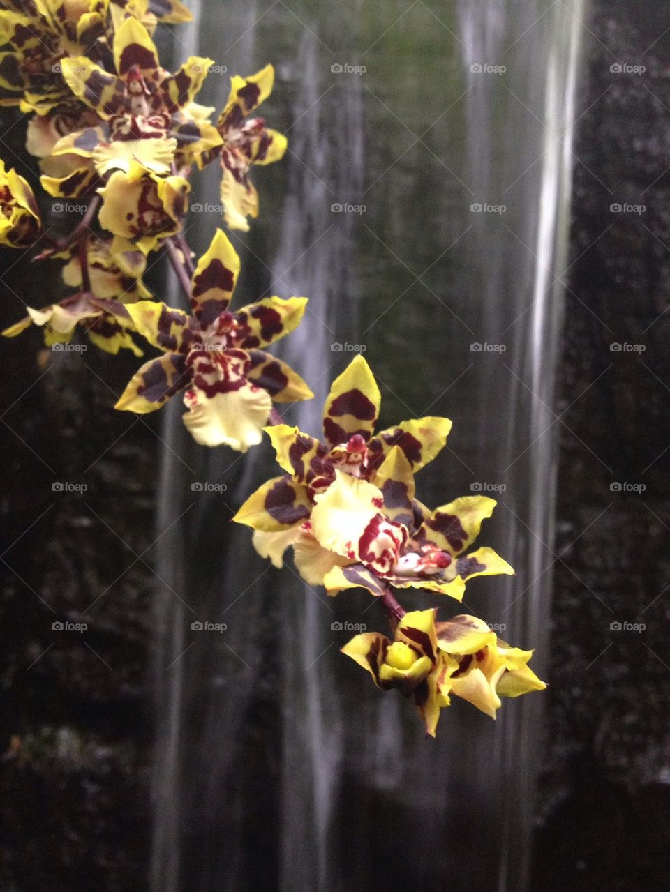 The orchid show