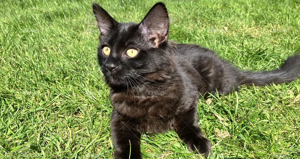 My beautiful cat, Dougie. Kind, inquisitive and gorgeous through and through. A black cat with striking eyes relaxing in the sunshine whilst keeping a keen lookout!