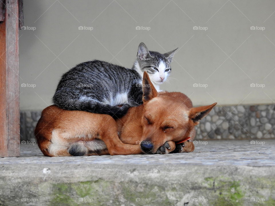 dog and cat in sleep 
Morocco 
no problem