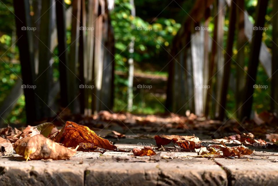 Bridge with Fall leaves