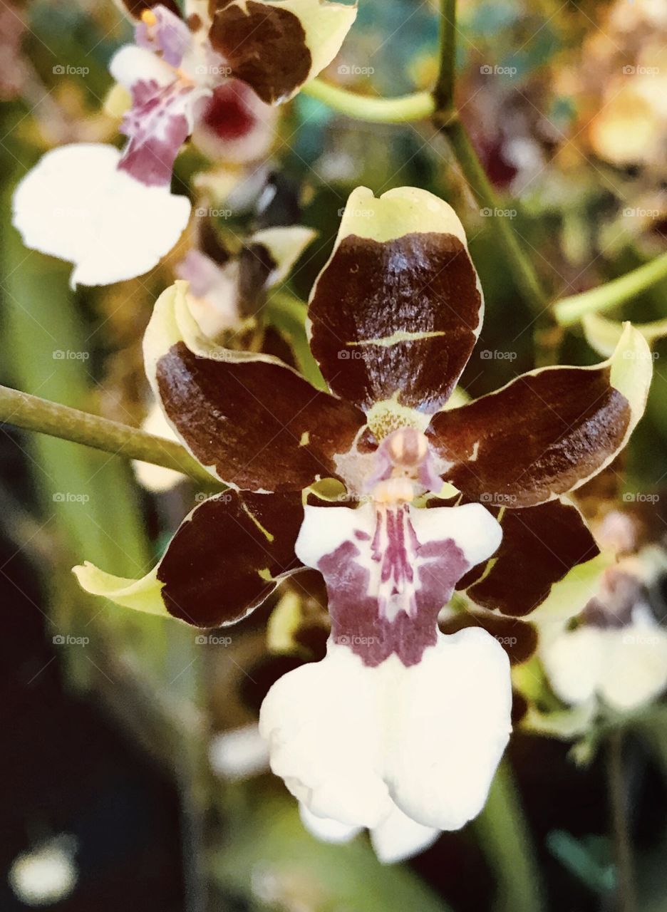 Orquídea flor rainha