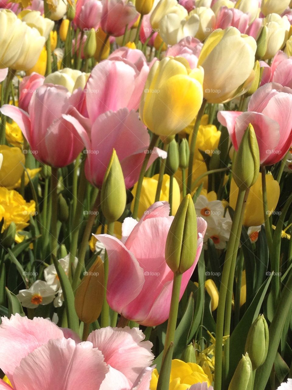 Yellow and pink tulip flowers