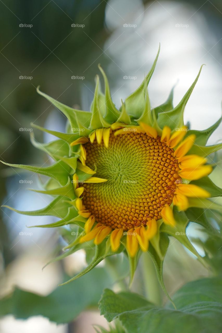 Sun flower spring yellow color beautiful nature