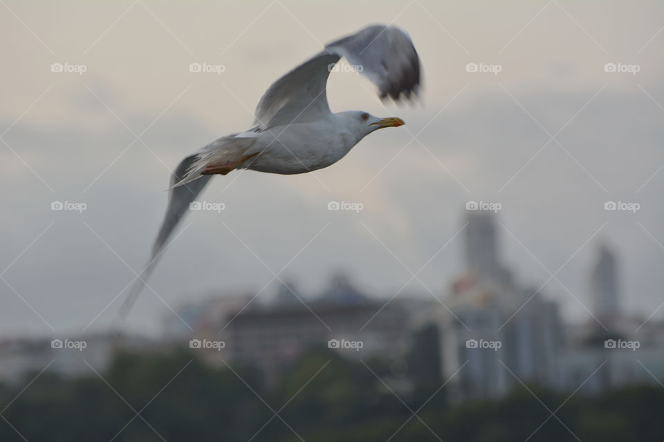 Seagull, Bosphorus, Istanbul