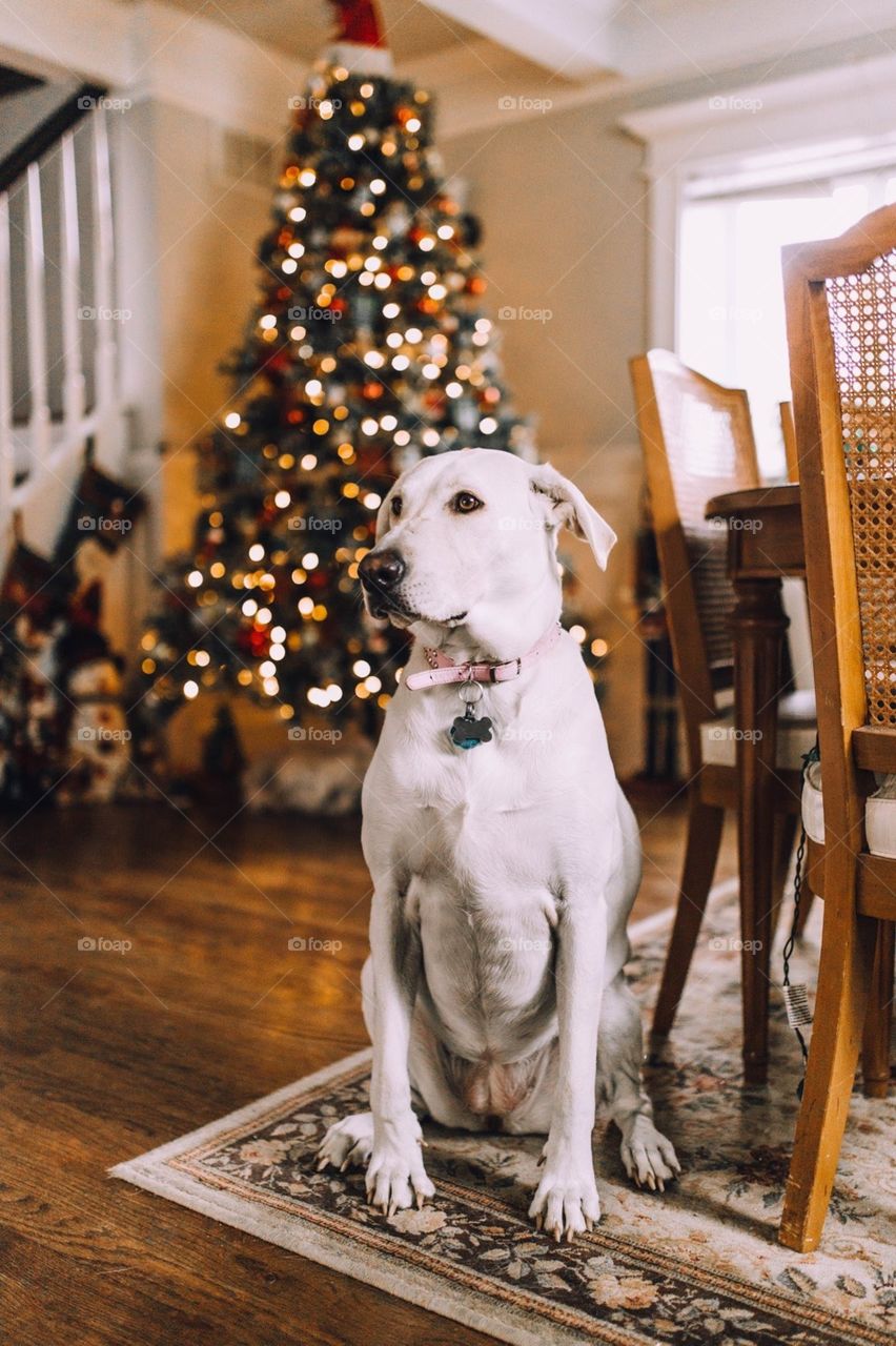 Christmas dog