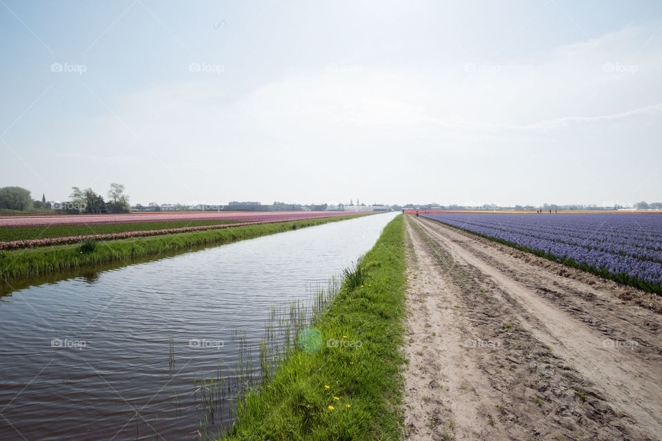 Netherlands canal and flower field on both sides