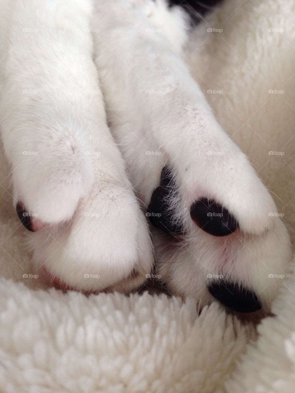 Paws