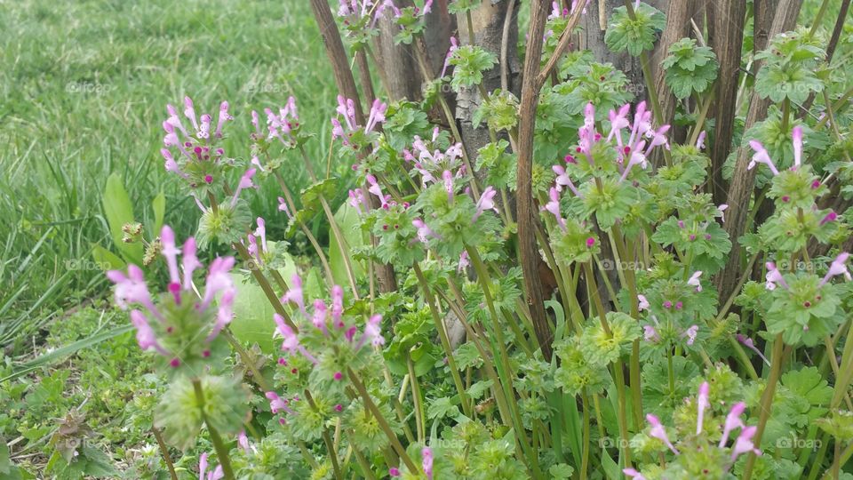 purple flowers in bloom. flowers around a small tree, in a park in Joplin Missouri