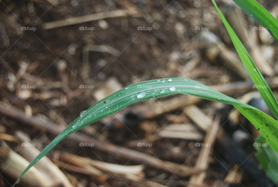 sugar cane leaf
