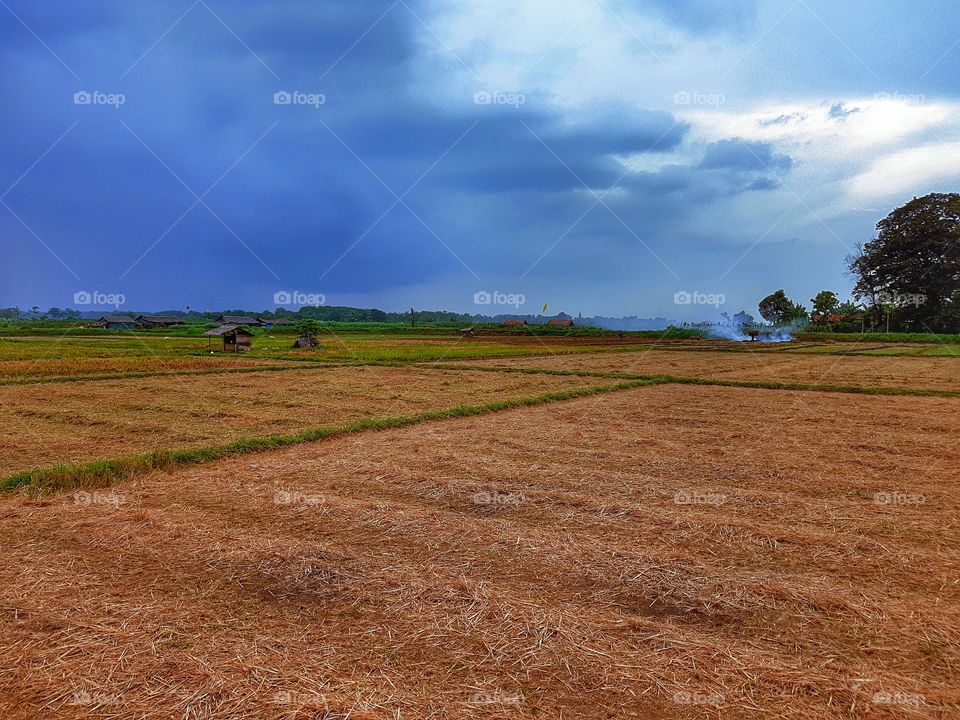 ricefield