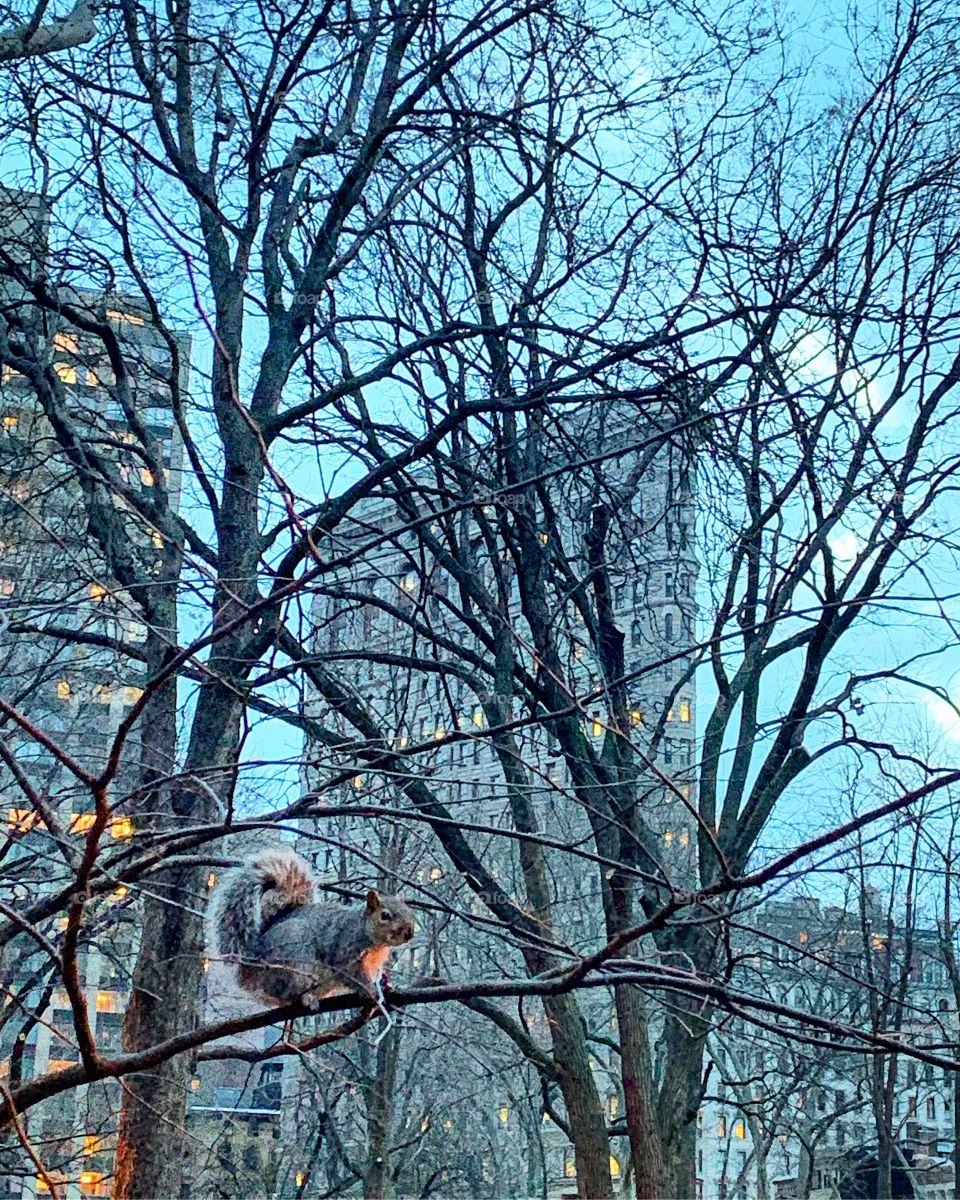 City squirrel 