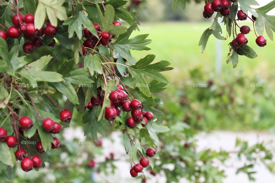 Close-up of berries on plant