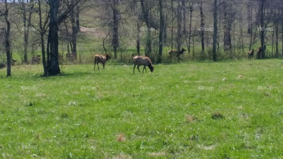 LBL Herd of Elk