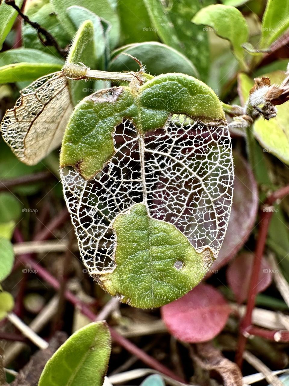 Nature also has its skeleton! A leaf shows its structure