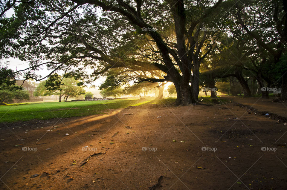 Sunset in Cambodian forest