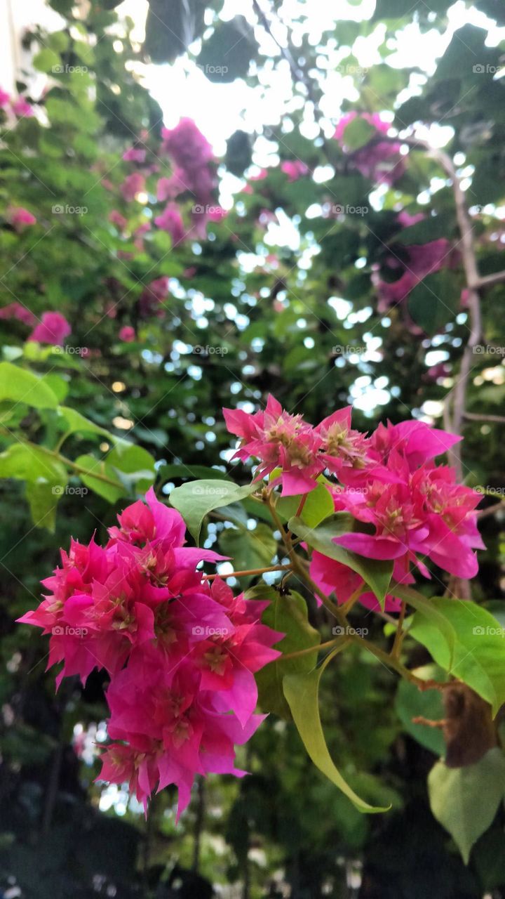 pink bougainvilles