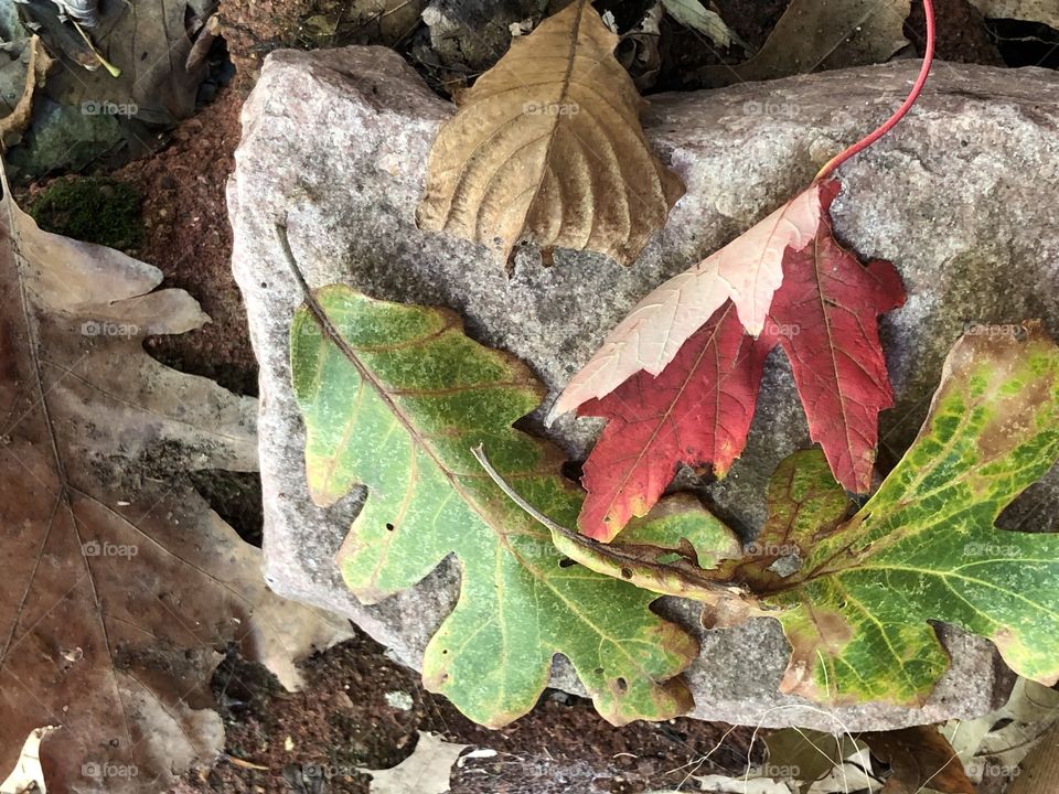 Lovely leaves s on stone