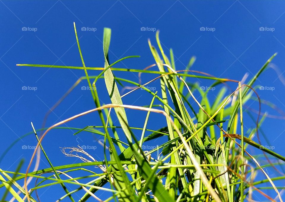 Grass