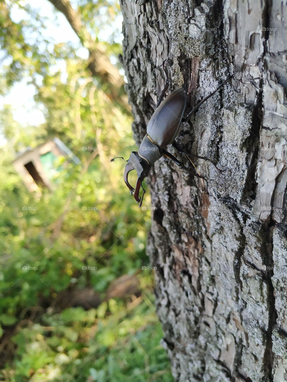 A wonderful stag beetle