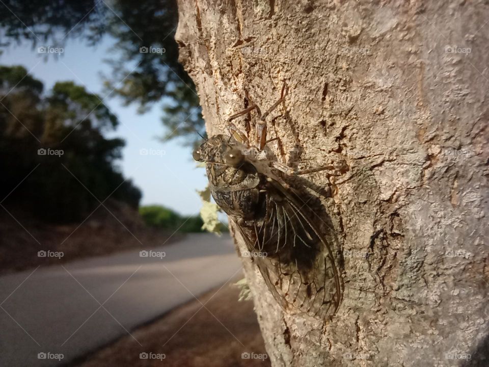 Cicada also known as the 17 year Insect because if their lifespan, sat calling on a Tree Trunk in the evening at Porto Pozzo, Sardinia, Italy. Theses are the longest living Insects  known on our Planet Earth.