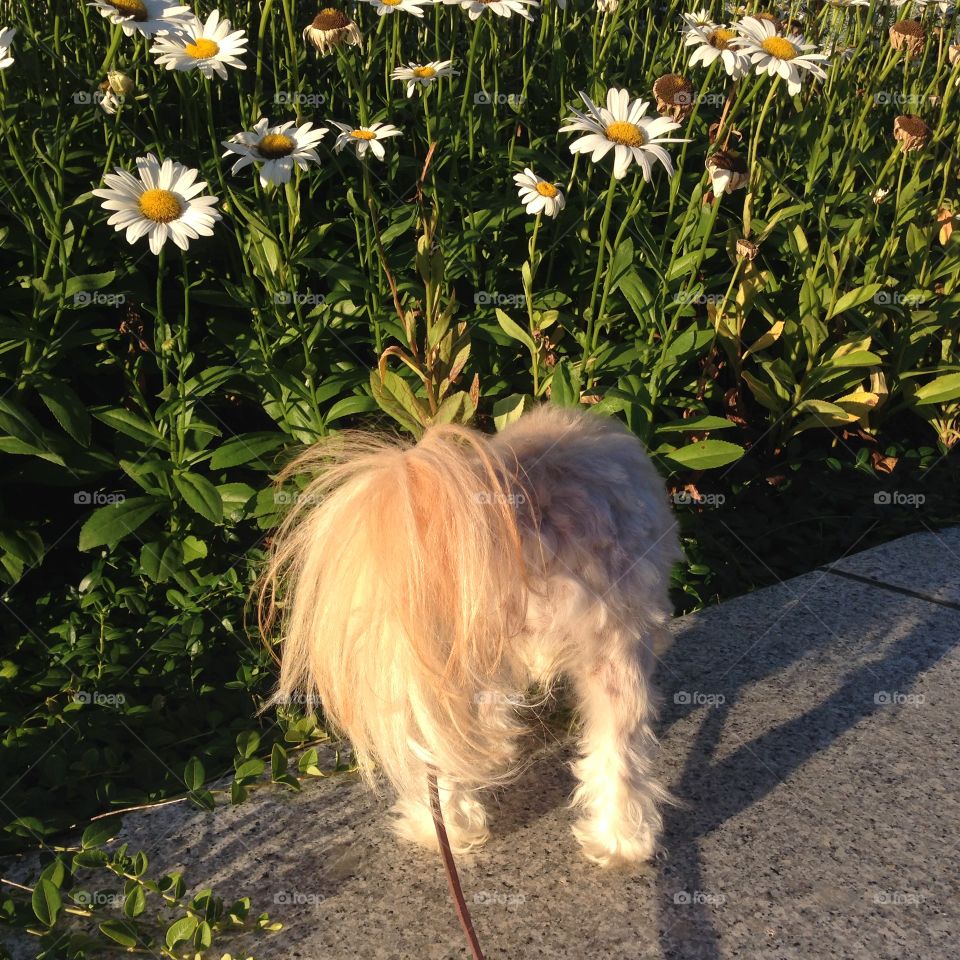 Doggie Tails and Daisies 