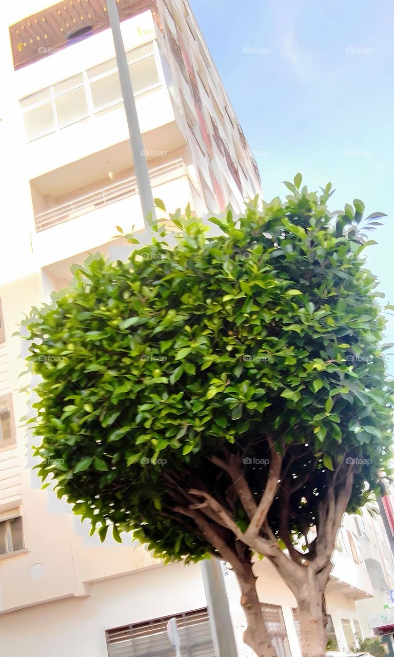 Tree foliage green tree tree trunk