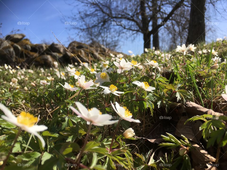 Wood anemone 