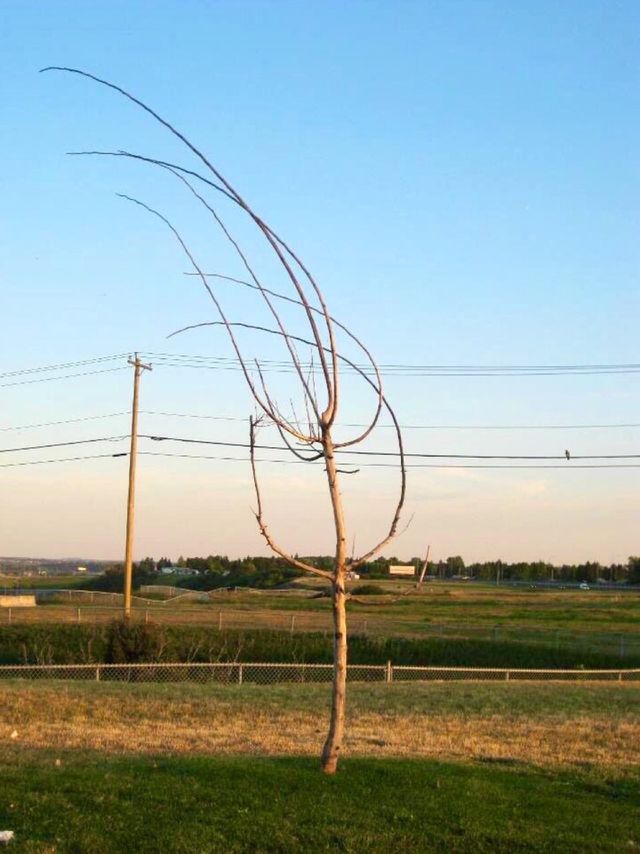 Lonely tree