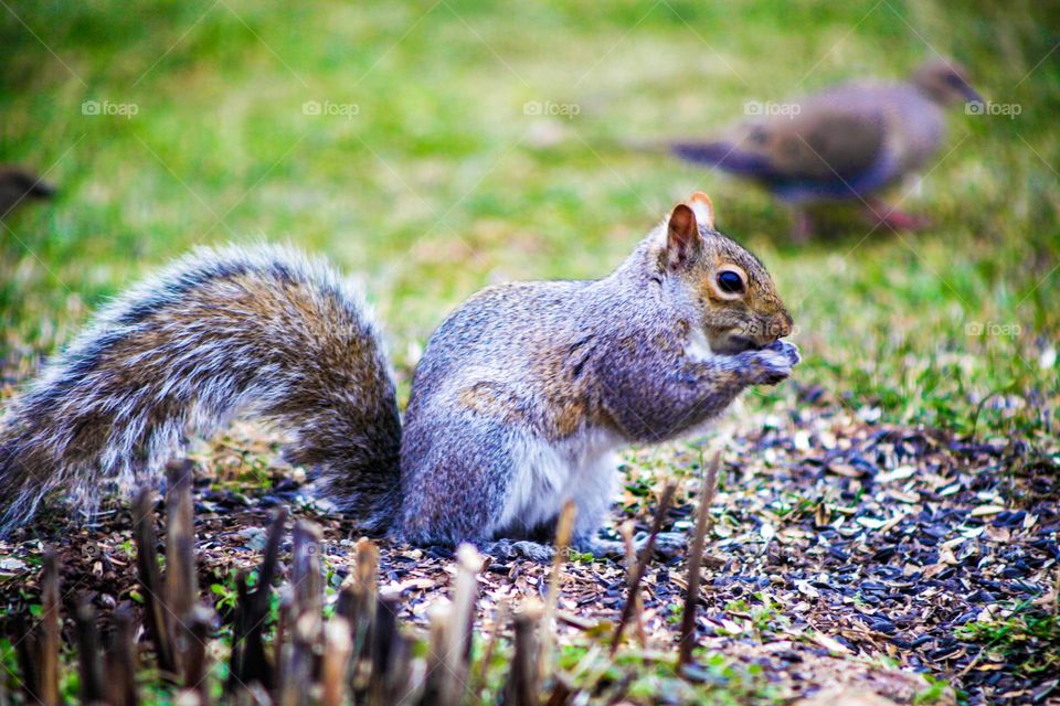 Squirrel eating seed 