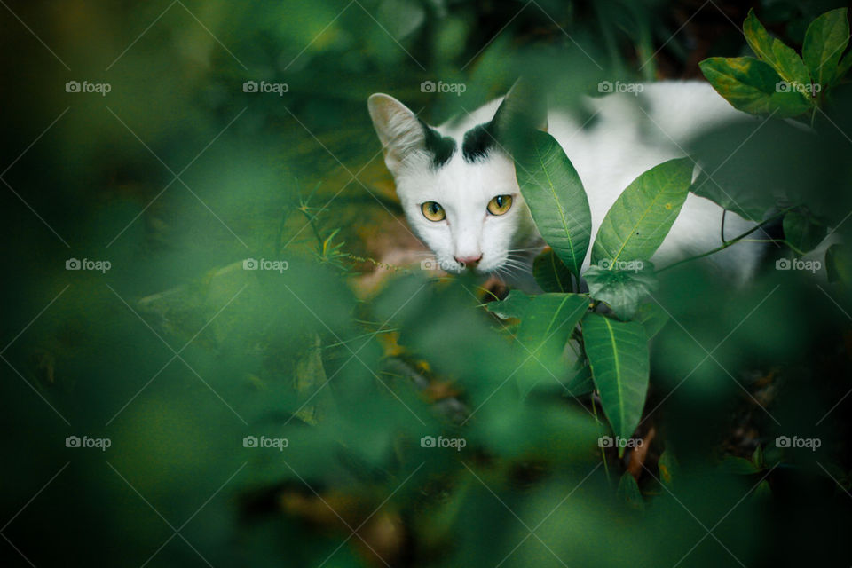 Cat in tha garden