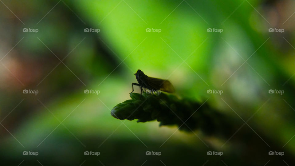 Leafhopper silhouette