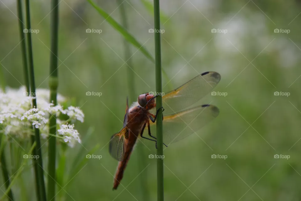 Libelle am Grashalm